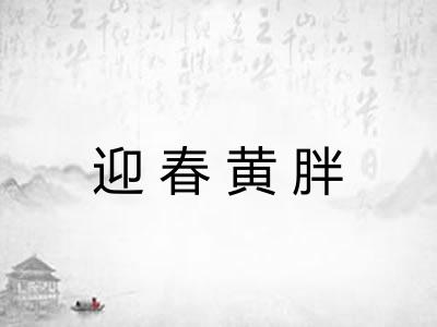 迎春黄胖 迎春黄胖